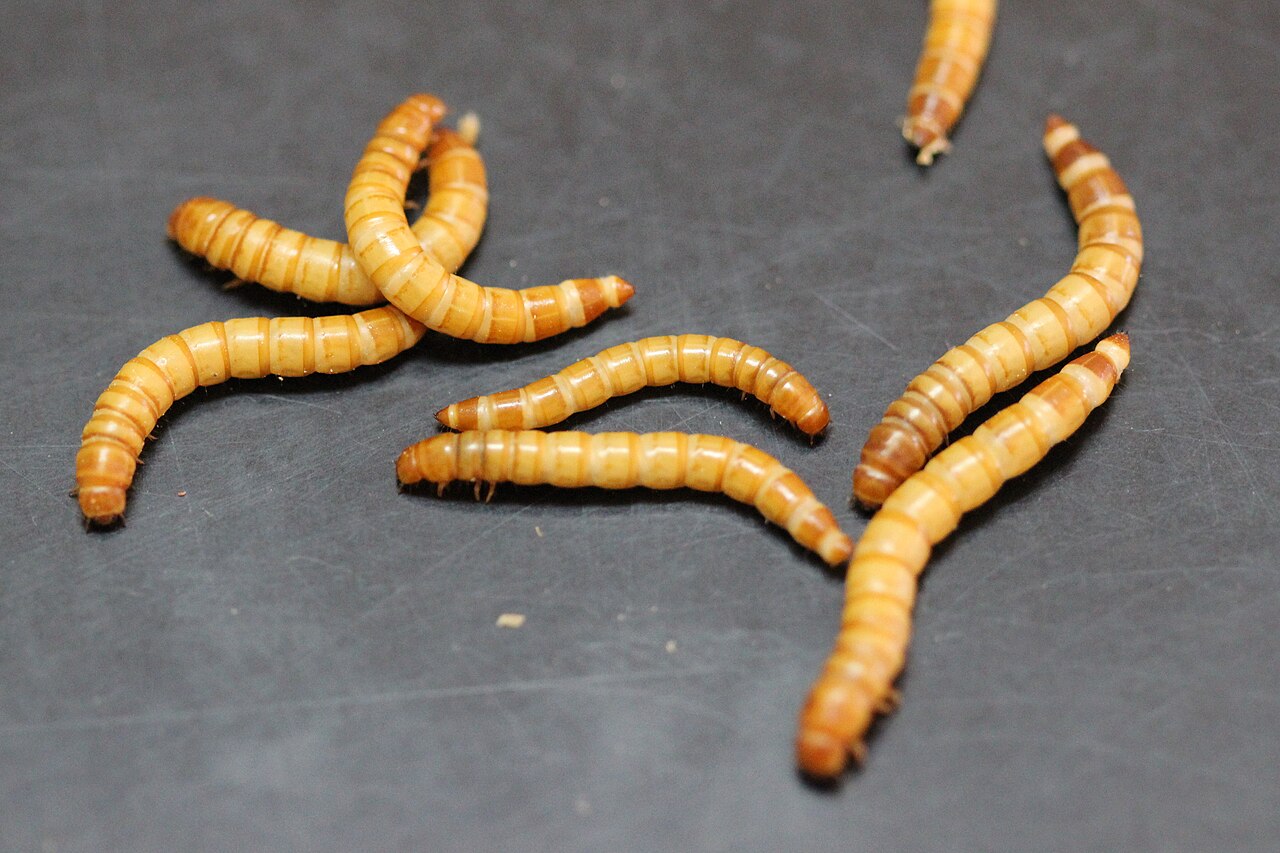 Golden mealworm larvae on a dark surface